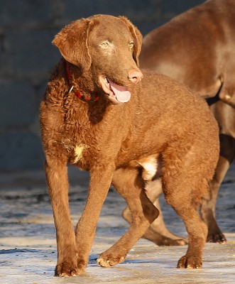 Чесапик-бей-ретривер